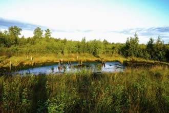 Living pond in the moor area, surrounded by dense vegetation and trees in summer light, Diepholzer