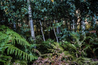 Dense forest with birches and ferns, creating a shady and cool environment, Diepholzer Moor