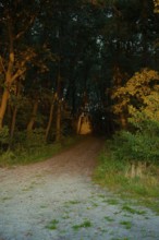 View into the forest path at dusk, illuminated by a beam of light, surrounded by dark trees,