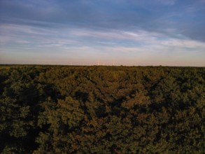 Extensive view over a dense forest under a clear sky, with wind turbines on the horizon, natural