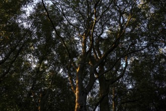 Shady forest area where the light falls through the dense treetops and creates a mystical
