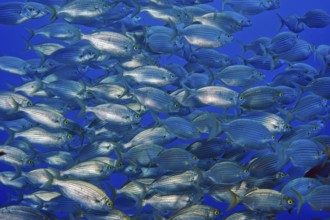 Large shoal of edible fish gilthead sea bream (Sarpa salpa), Mediterranean Sea, Giglio Island,