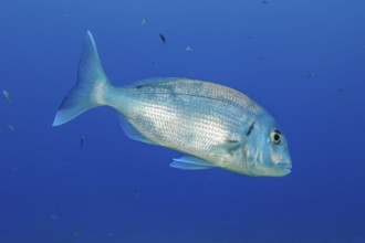 Underwater photo of dentex (Dentex gibbosus) sea bream swimming through blue sea, East Atlantic,