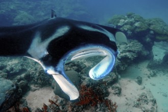 Underwater photo of coastal reef manta ray (Mobula alfredi) synonym ray common name devil ray swims