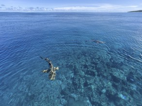 Reef sharks swimming close to the surface over coral reef off Yap Island, Pacific Ocean, Yap