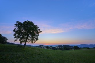 A walnut tree in a meadow at dusk under a blue-pink sky, Laudenau, Reichelsheim, Odenwald, Hesse,