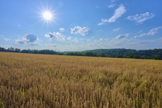 Sunshine over a wide grain field, surrounded by cloudy sky and green landscape, Reichartshausen,
