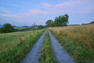 Field path between cornfield and meadow in the soft morning light, Laudenau, Reichelsheim,