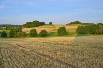 Harvested grain fields with scattered trees and gently rolling hills, Laudenau, Reichelsheim,