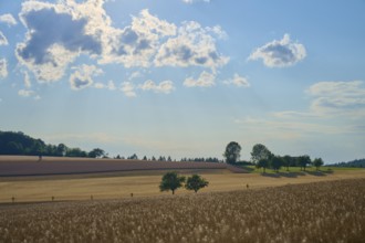 Fields and scattered trees under a slightly cloudy sky, Reichartshausen, Amorbach, Odenwald,