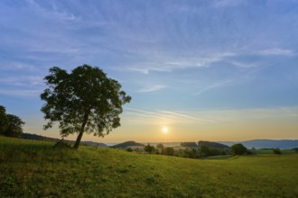 A walnut tree stands in a meadow during a sunny morning with blue sky, Laudenau, Reichelsheim,