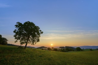 A lone walnut tree in a meadow during sunrise with yellow sky, Laudenau, Reichelsheim, Odenwald,