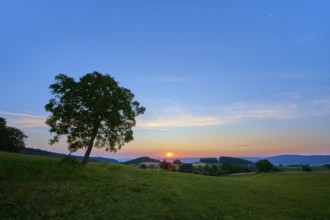 A walnut tree in a meadow at sunrise under a blue sky, Laudenau, Reichelsheim, Odenwald, Hesse,