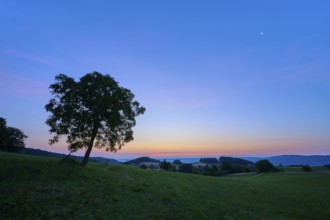 A lonely walnut tree in a meadow at dawn with blue sky, Laudenau, Reichelsheim, Odenwald, Hesse,