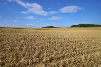 Large harvested grain field under a blue sky, the border between sky and earth clearly