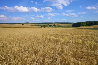 Sprawling fields of grain under a bright blue sky with picturesque clouds in the distance,
