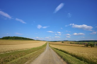 A long dirt track leads through vast fields of grain under a clear blue sky, Reichartshausen,