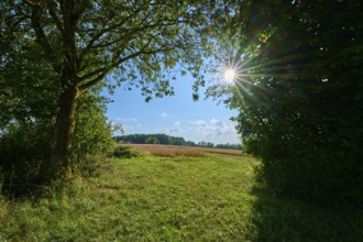 Sun-drenched landscape with trees and open fields, Reichartshausen, Amorbach, Odenwald, Bavaria,
