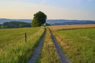 Rural country lane leads through green fields in the morning landscape, Laudenau, Reichelsheim,