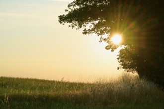 Sun shining through a treetop over a grassy area, Laudenau, Reichelsheim, Odenwald, Hesse, Germany