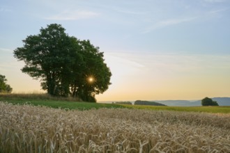 Crop field with rising sun behind trees and distant hills, Laudenau, Reichelsheim, Odenwald, Hesse,