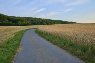 Road leads along a grain field into a wooded distance, Laudenau, Reichelsheim, Odenwald, Hesse,
