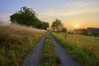 Field path at sunrise along fields and trees leads to the horizon, Laudenau, Reichelsheim,