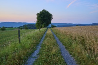 Country lane between fields in a quiet morning landscape, Laudenau, Reichelsheim, Odenwald, Hesse,