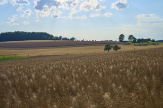 Hilly fields with trees under a slightly cloudy sky, Reichartshausen, Amorbach, Odenwald, Bavaria,