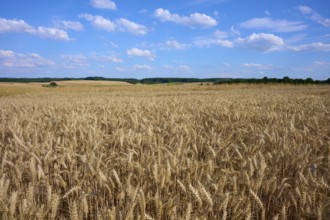Wide wheat fields under a clear blue sky with scattered clouds, Reichartshausen, Amorbach,