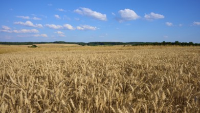 Wide wheat field under a clear blue sky with white clouds, Reichartshausen, Amorbach, Odenwald,