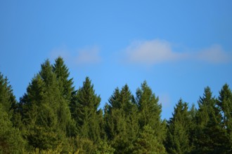 A dense forest under a clear blue sky that conveys a feeling of peace and closeness to nature,