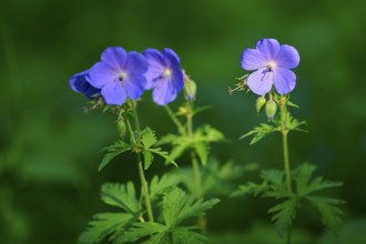 Close-up of purple flowers with green blurred background, Laudenau, Reichelsheim, Odenwald, Hesse,