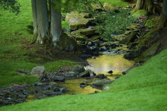 A quiet stream flows through a green forest with trees and stones. The water reflects the