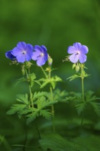 Purple flowers on slender stems against a blurred green background, Laudenau, Reichelsheim,