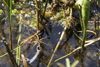 Raft spider (Dolomedes fimbriatus), in the water between peat moss in the moor, Black Forest,