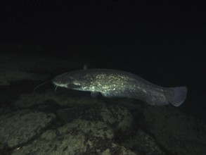 A catfish swims in a dark, rocky water environment. Dive site Klosterinsel, Rheinau, Canton Zurich,