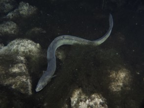 A European eel (Anguilla anguilla) wriggles over dark rocks in the water. Dive site Klosterinsel,