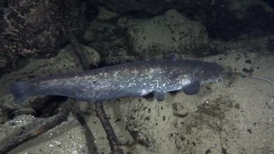A long catfish (Silurus glanis), Waller, gliding along a sandy bottom. Dive site Klosterinsel,
