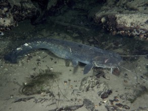 A catfish (Silurus glanis), Waller, on a sandy bottom with surrounding rocks. Dive site