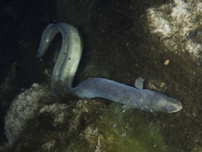 A bent European eel (Anguilla anguilla) moves between rocks and plants. Dive site Klosterinsel,
