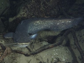 A large catfish (Silurus glanis), Waller, lies between rocks and wood. Dive site Klosterinsel,