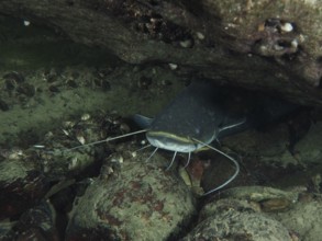 A catfish (Silurus glanis), Waller, hiding under a stone. Dive site Klosterinsel, Rheinau, Canton