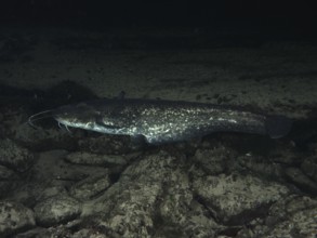 A catfish (Silurus glanis), Waller, swimming in the dark over stones. Dive site Klosterinsel,