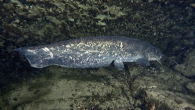 A large catfish (Silurus glanis), Waller, rests in front of a rocky underwater wall. Dive site