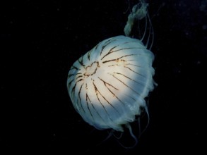 Compass jellyfish (Chrysaora hysoscella) against a dark background. Dive site Renvyle, Co. Galway,