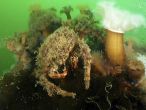 Spider crab (Maja squinado) camouflages itself with algae in the green water. Dive site Rinvyle, Co