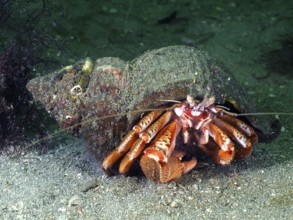 Striped hermit crab (Pagurus anachoretus) with snail shell in the underwater world. Dive site