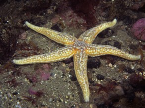 Common Starfish (Asterias rubens) lies on a sandy seabed. Dive site Ballycastle North, County
