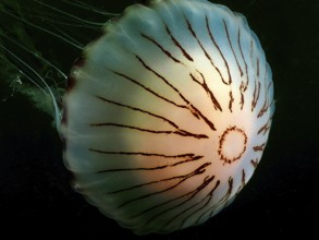 Compass jellyfish (Chrysaora hysoscella) with long tentacles in the dark. Dive site Rinvyle, Co.